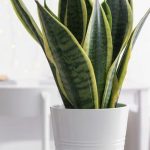 Tanaman Hias Yang Mudah Di Rawat: Subur Tanpa Harus Di Siram