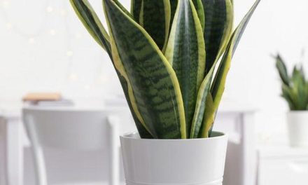 Tanaman Hias Yang Mudah Di Rawat: Subur Tanpa Harus Di Siram