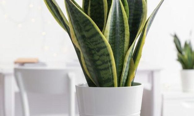 Tanaman Hias Yang Mudah Di Rawat: Subur Tanpa Harus Di Siram