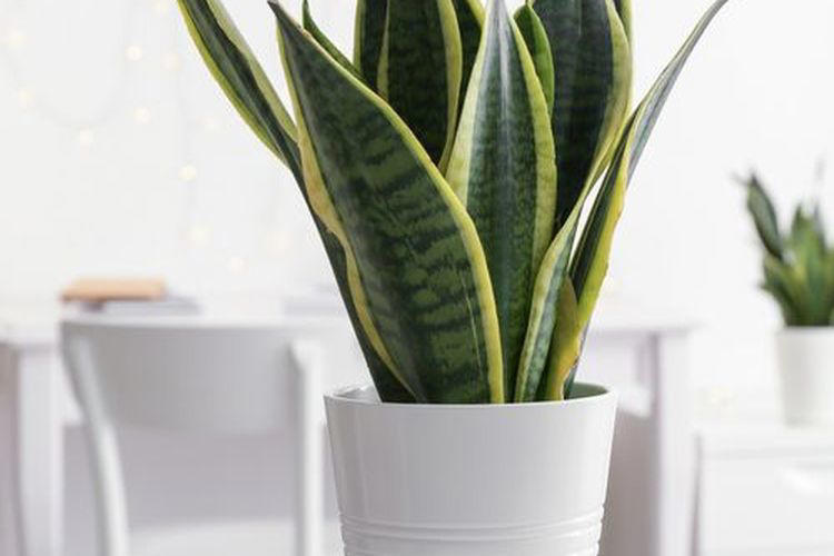 Tanaman Hias Yang Mudah Di Rawat: Subur Tanpa Harus Di Siram