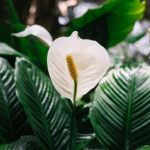 Mengatur Kelembapan Rumah Secara Alami Dengan Peace Lily