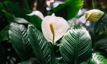 Mengatur Kelembapan Rumah Secara Alami Dengan Peace Lily