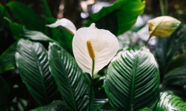 Mengatur Kelembapan Rumah Secara Alami Dengan Peace Lily