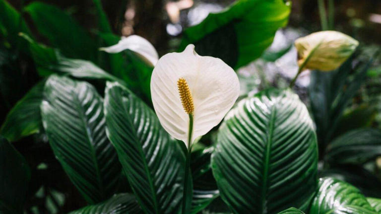 Mengatur Kelembapan Rumah Secara Alami Dengan Peace Lily