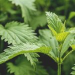 Khasiat Tersembunyi Daun Jelatang (Urtica Dioica) Jarang Tahu