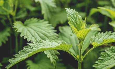 Khasiat Tersembunyi Daun Jelatang (Urtica Dioica) Jarang Tahu