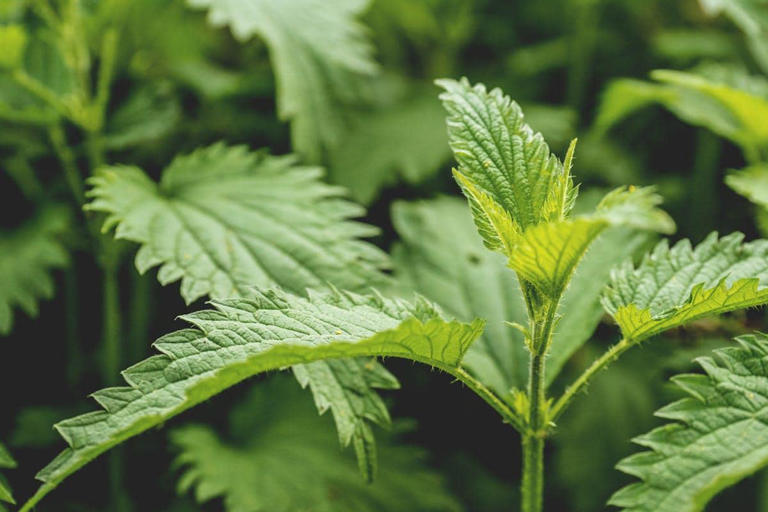 Khasiat Tersembunyi Daun Jelatang (Urtica Dioica) Jarang Tahu